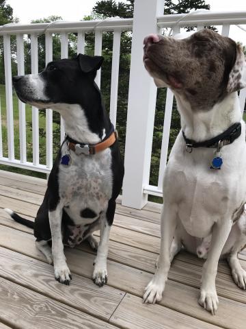 Meet the 2018 World Championship Boatyard Dog Competitors - MILO & GALAXY