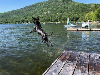 Meet the 2018 World Championship Boatyard Dog Competitors - HOBEY