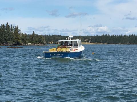 Value of Maine's lobster landings drops by $100 million