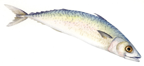 Mackrel