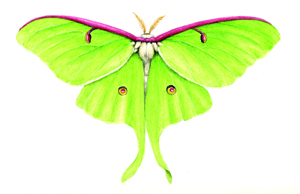 Luna Moth