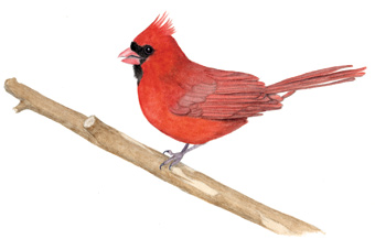 Red Cardinal