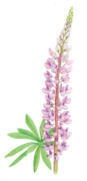 Lupine