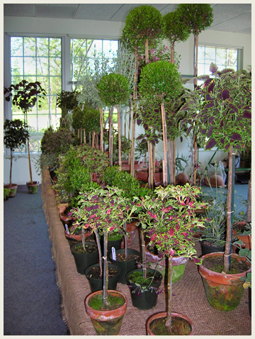 Potted Plants