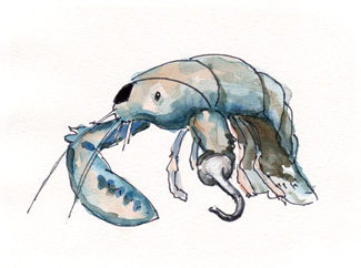 Lobster Illustration