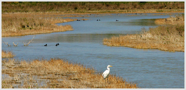 Scarborough Marsh