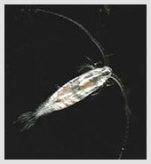 zooplankton